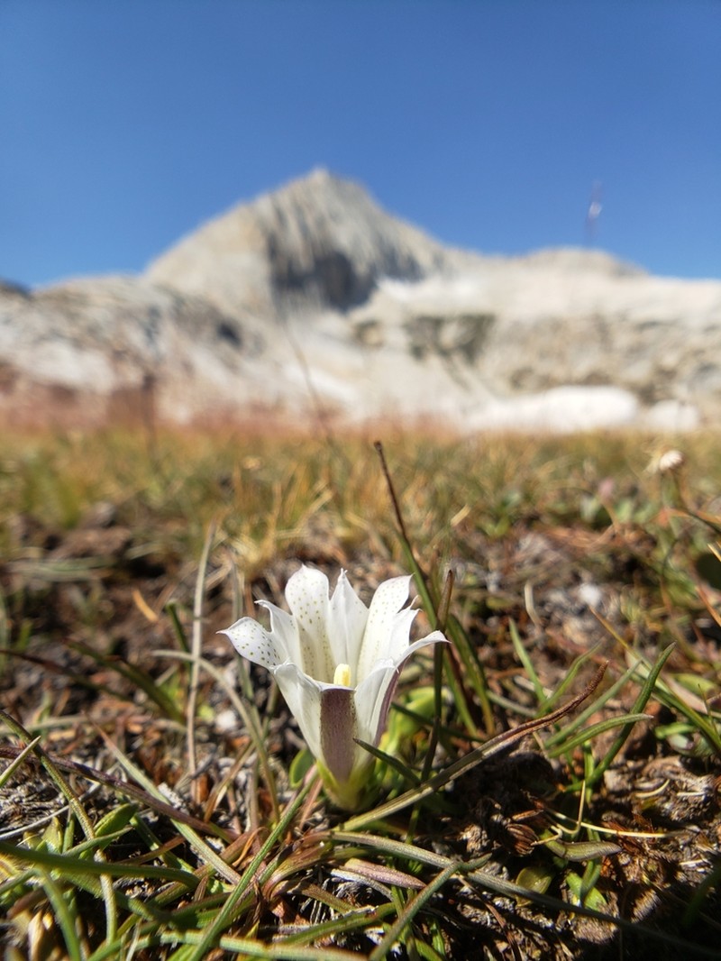 Alpine Gentian photo 2