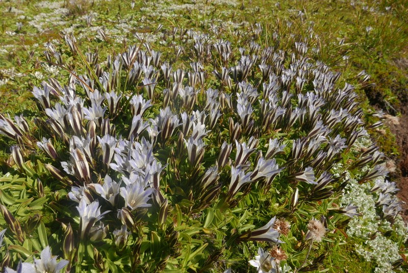 Alpine Gentian photo 3
