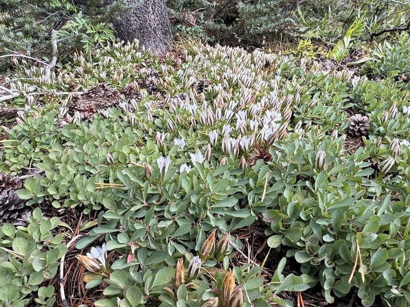 Alpine Gentian photo 4