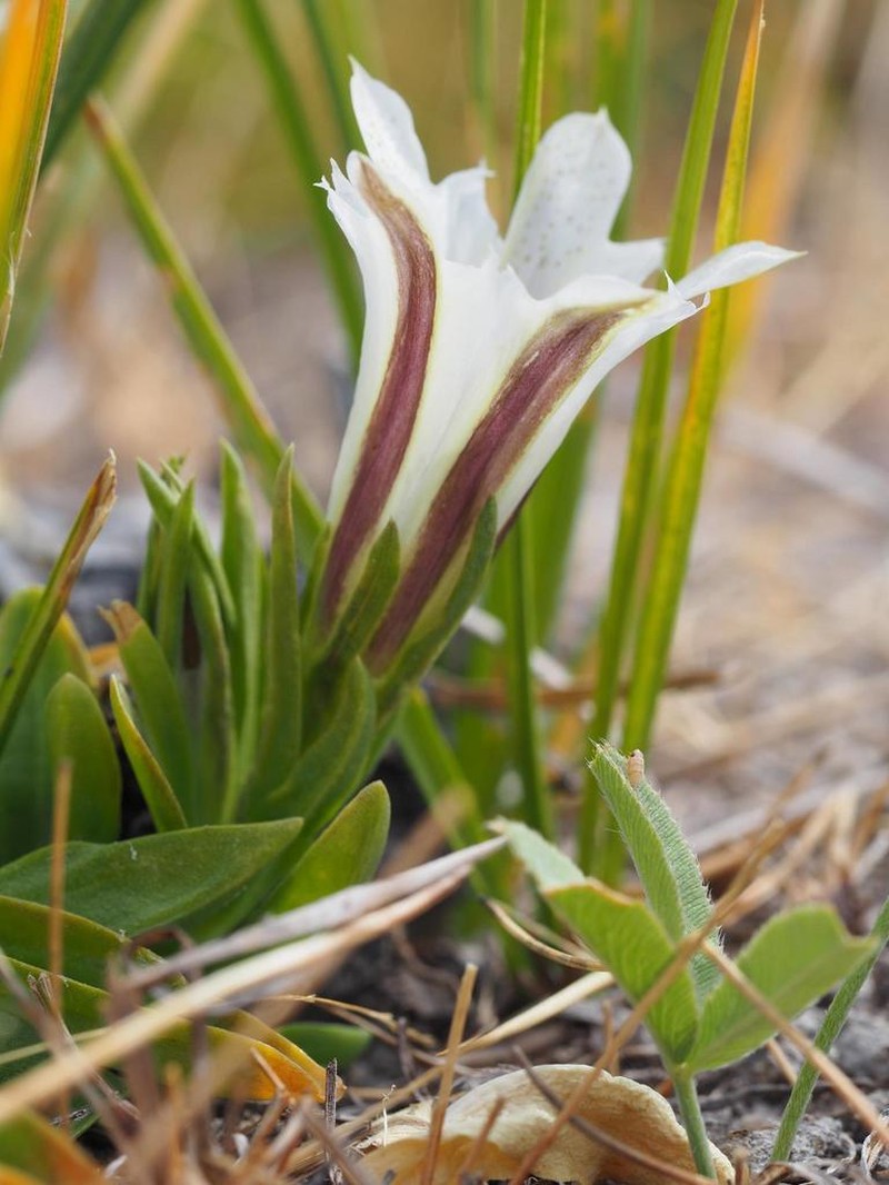 Alpine Gentian photo 5