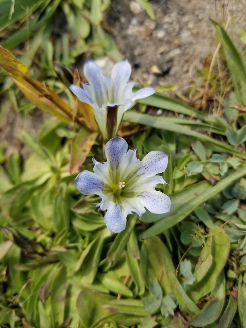 Alpine Gentian photo 6