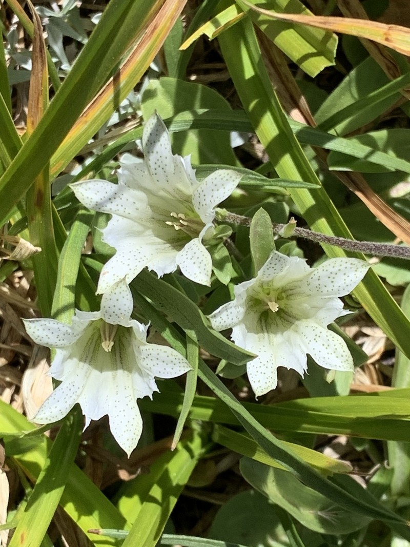 Alpine Gentian photo 7