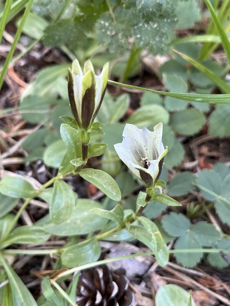 Alpine Gentian photo 8