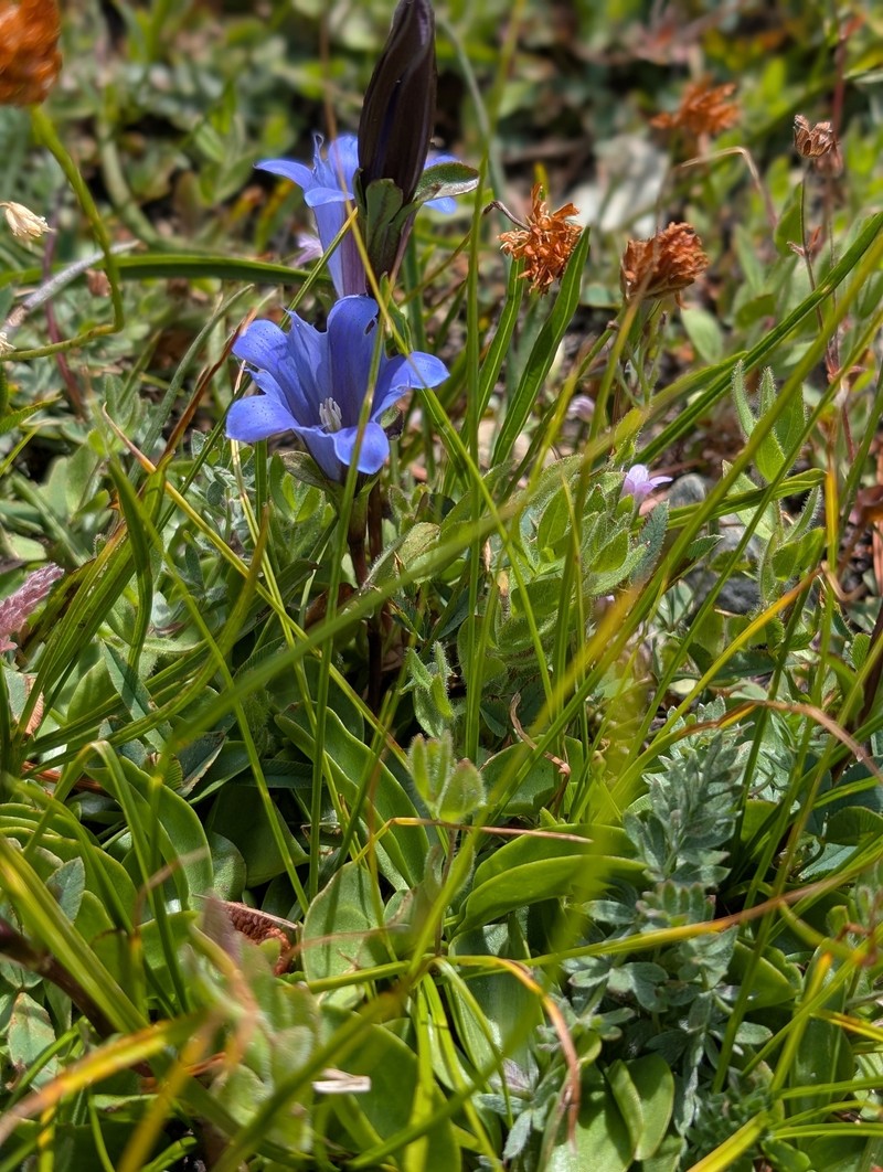 Gentiana newberryi var. newberryi