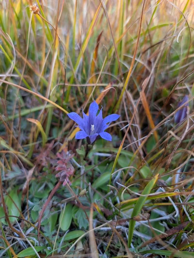 Gentiana newberryi var. newberryi photo 2