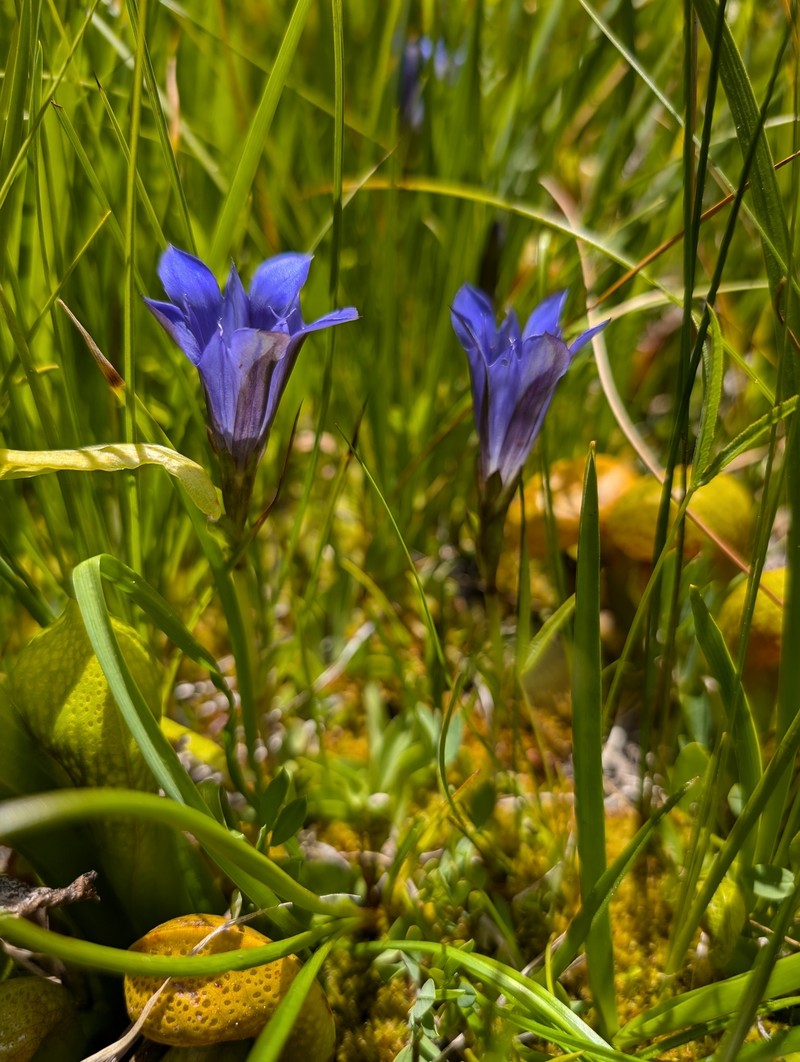 Gentiana newberryi var. newberryi photo 3