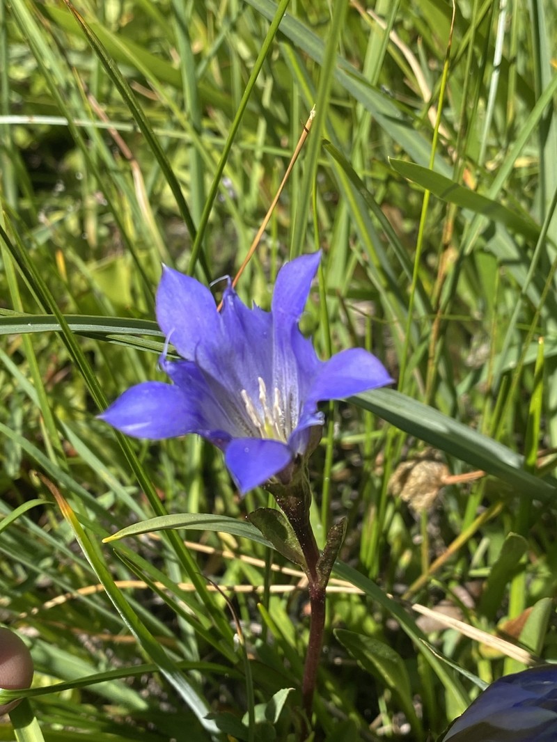 Gentiana newberryi var. newberryi photo 4