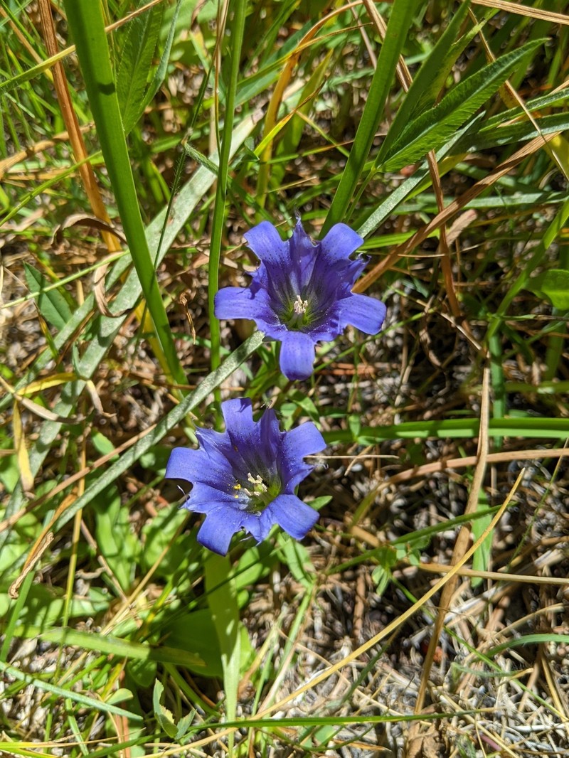 Gentiana newberryi var. newberryi photo 5