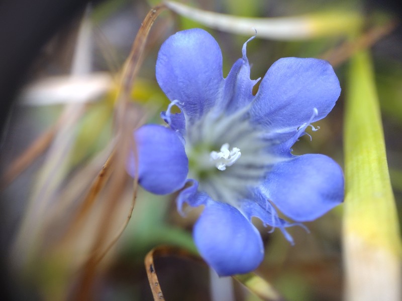 Gentiana newberryi var. newberryi photo 6