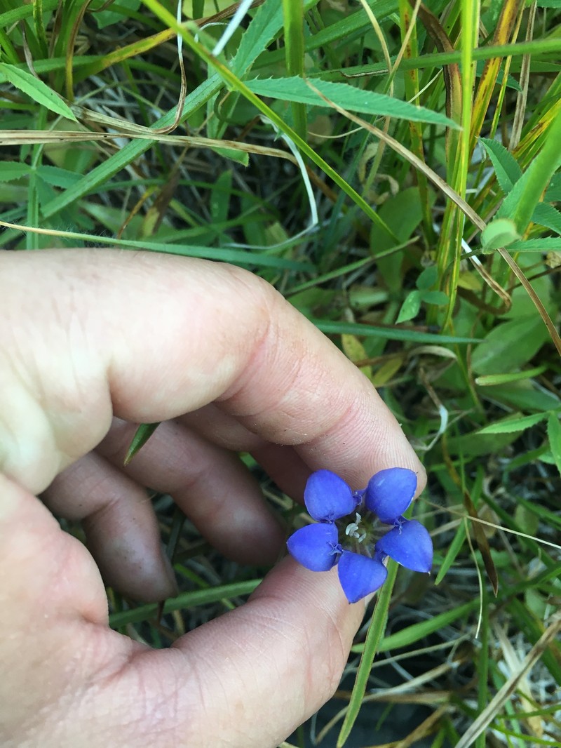 Gentiana newberryi var. newberryi photo 7