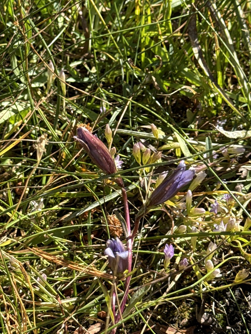 Gentiana newberryi var. newberryi photo 8