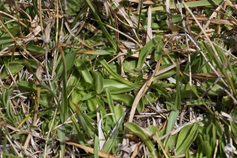 Gentiana newberryi var. tiogana