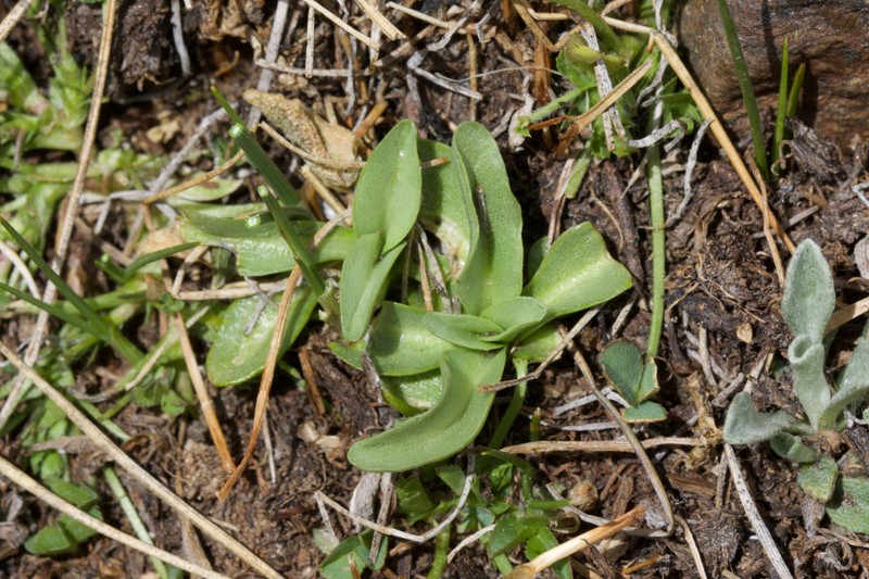 Gentiana newberryi var. tiogana photo 2