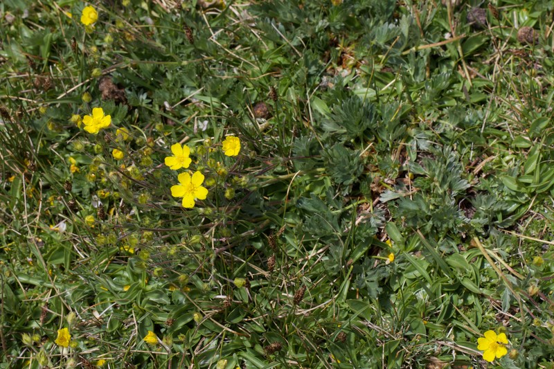 Gentiana newberryi var. tiogana photo 3