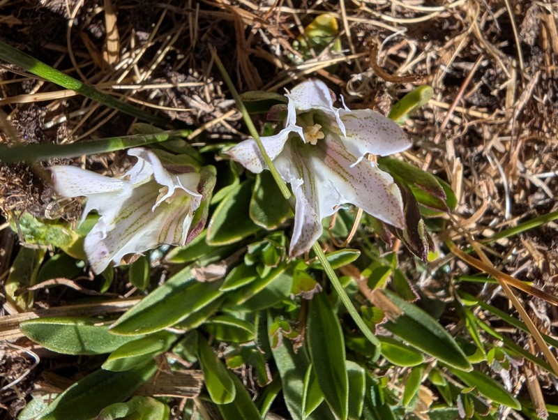 Gentiana newberryi var. tiogana photo 4