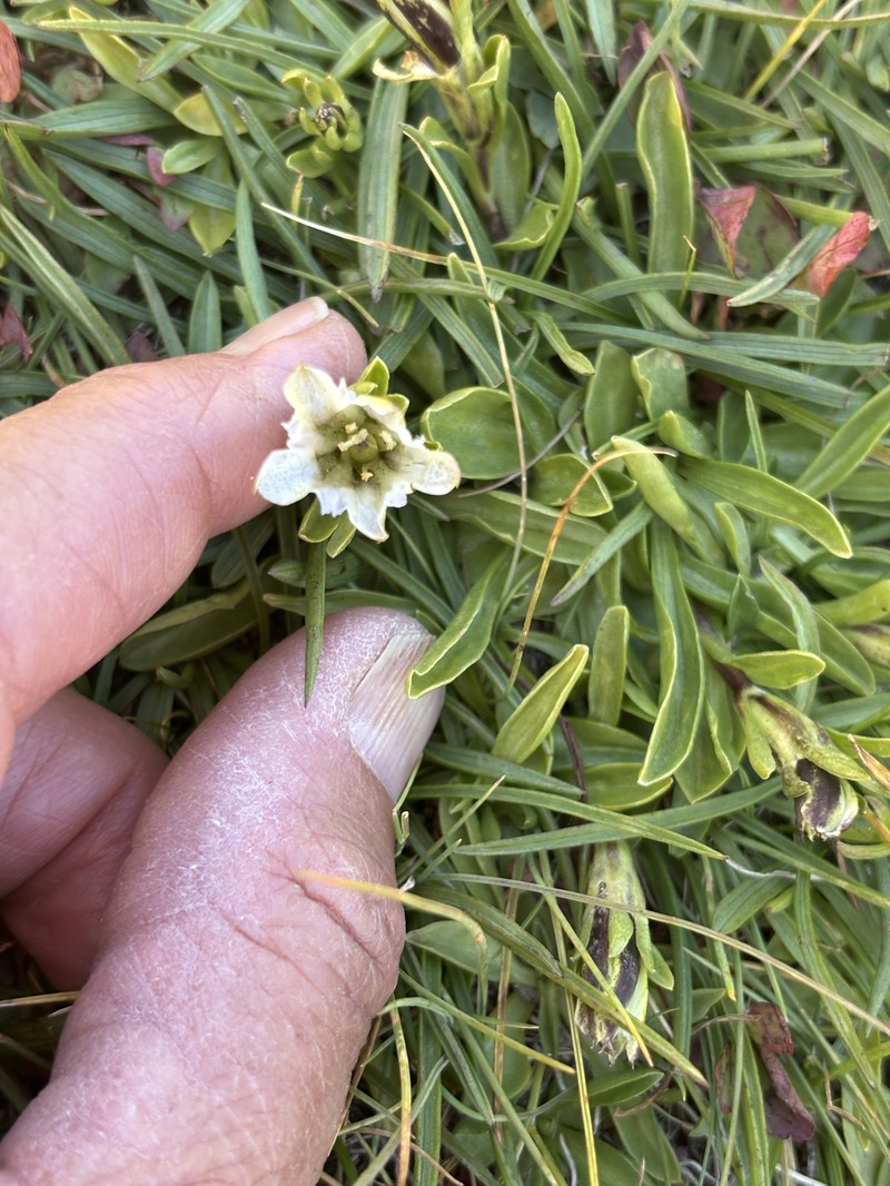 Gentiana newberryi var. tiogana photo 5