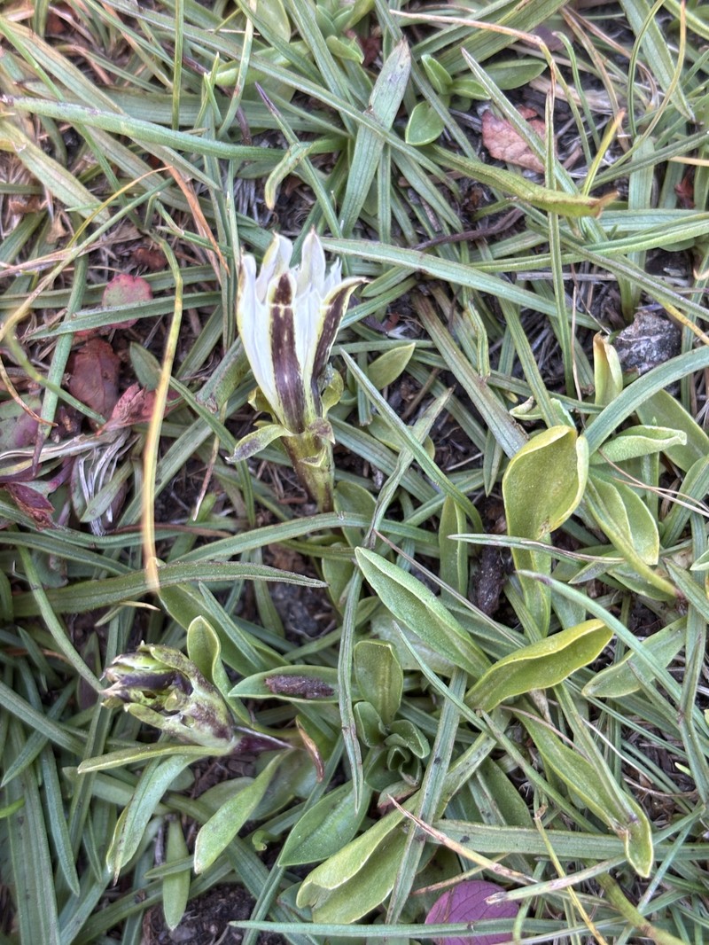 Gentiana newberryi var. tiogana photo 6