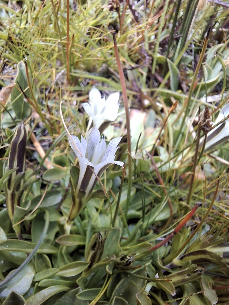 Gentiana newberryi var. tiogana photo 7