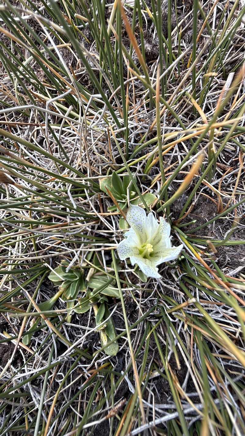 Gentiana newberryi var. tiogana photo 8