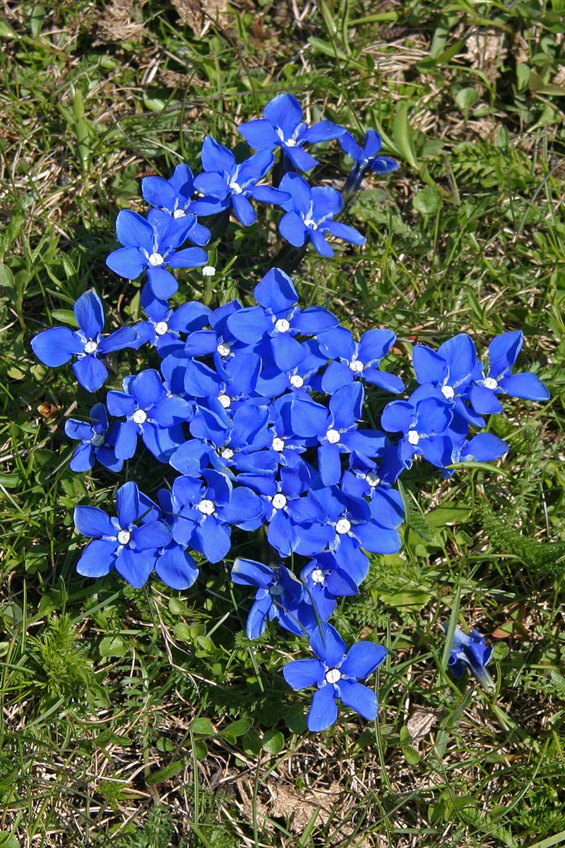 Snow Gentian photo 2
