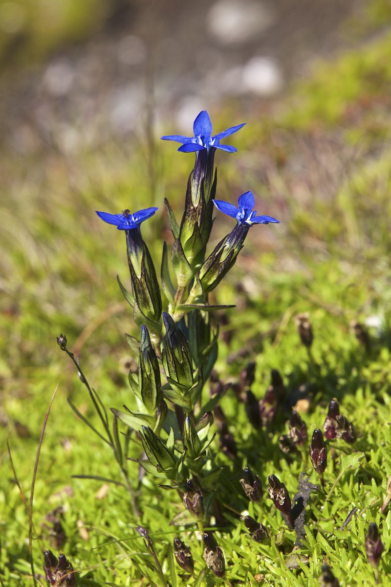 Snow Gentian
