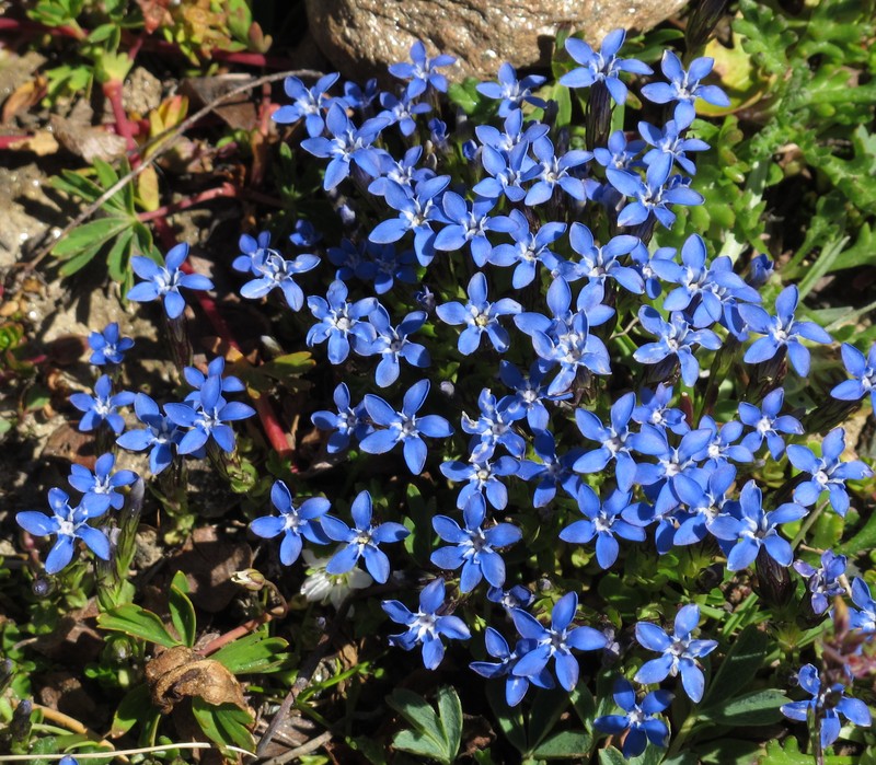 Snow Gentian photo 3