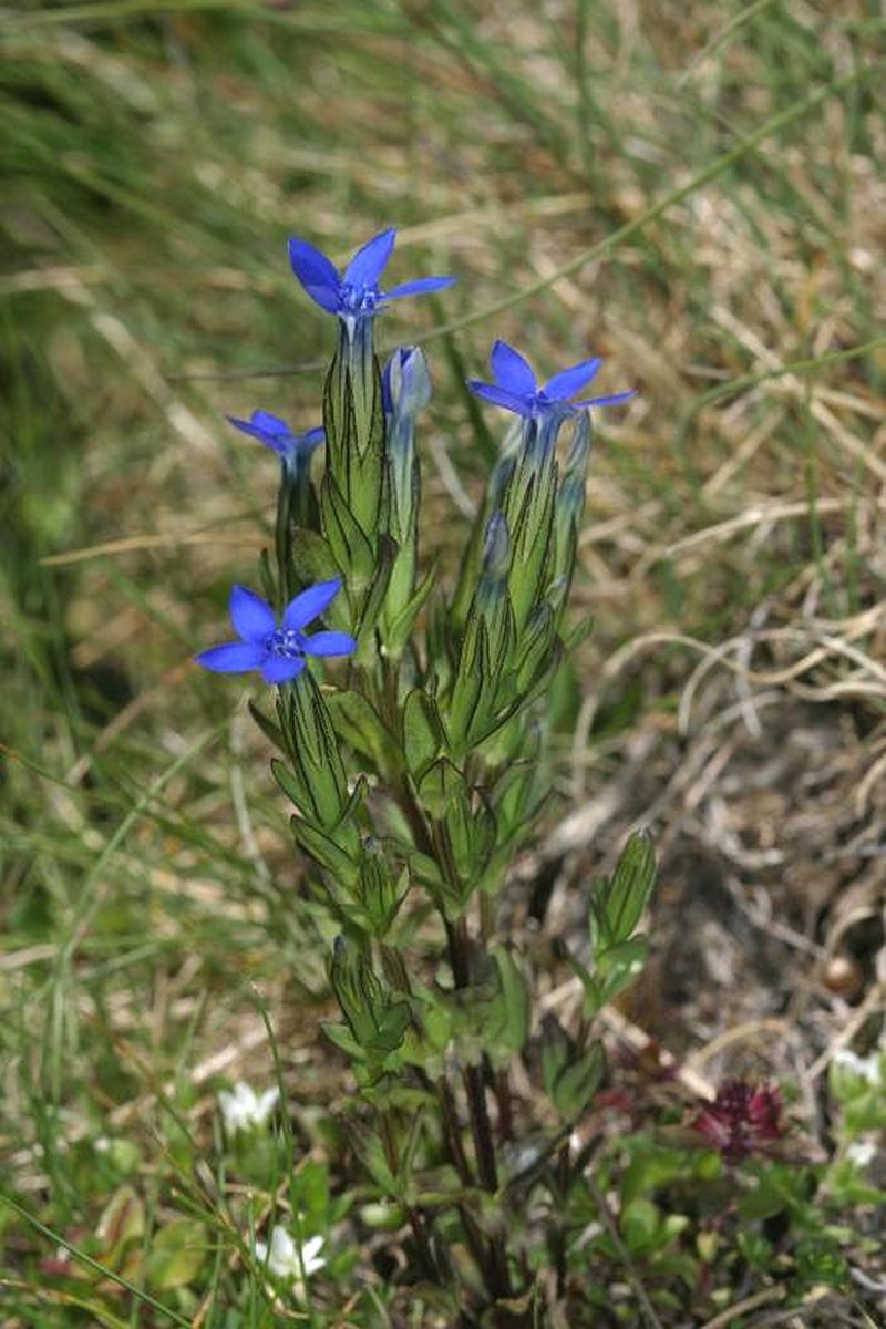 Snow Gentian photo 5