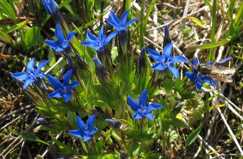 Snow Gentian photo 6