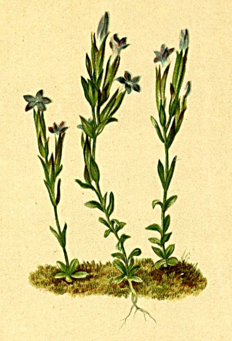 Snow Gentian photo 7