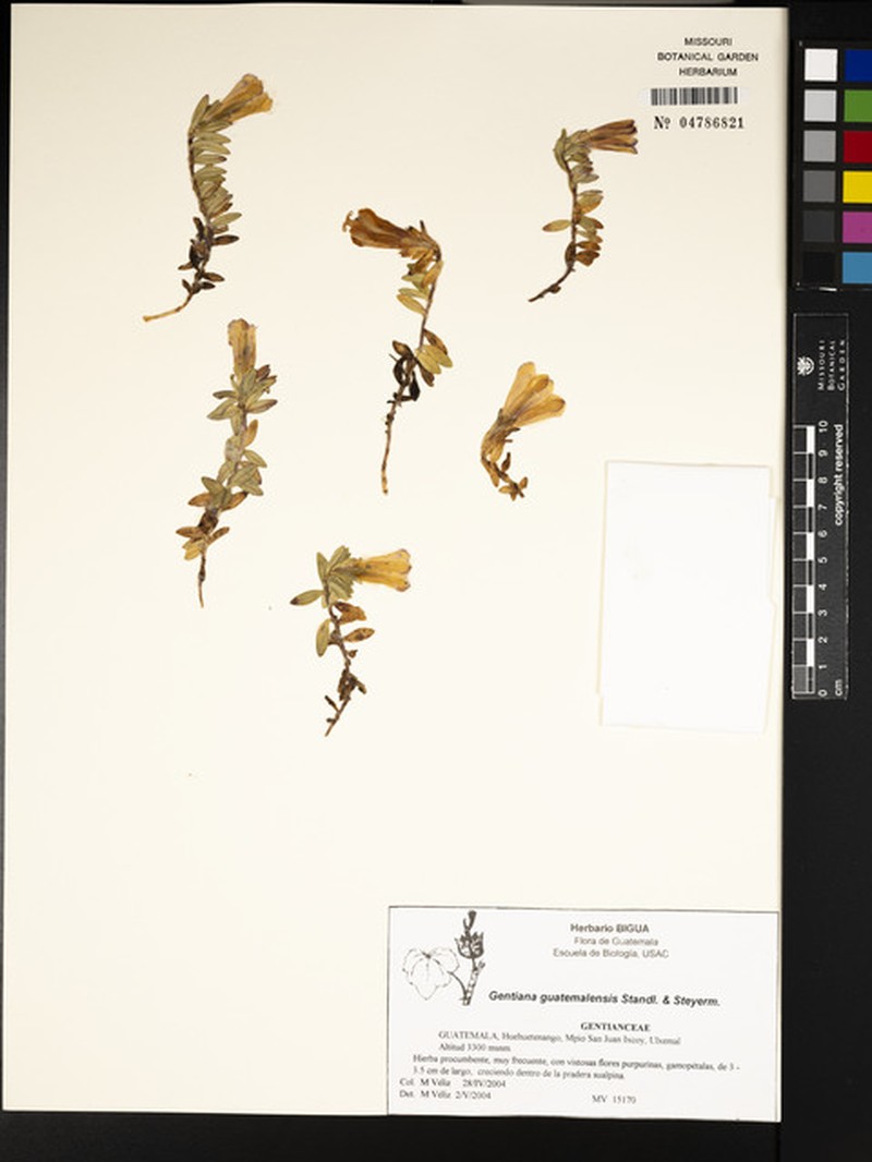 Gentiana ovatiloba subsp. ovatiloba