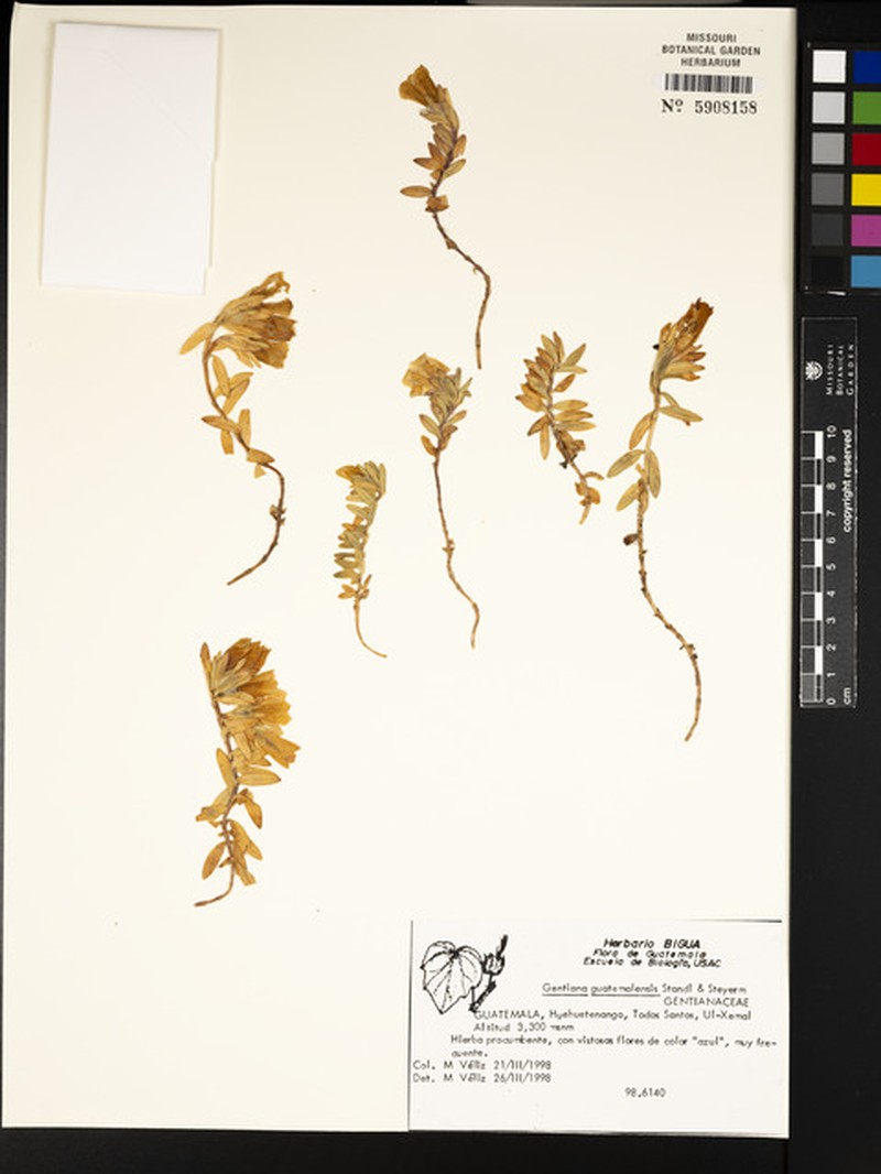 Gentiana ovatiloba subsp. ovatiloba photo 2