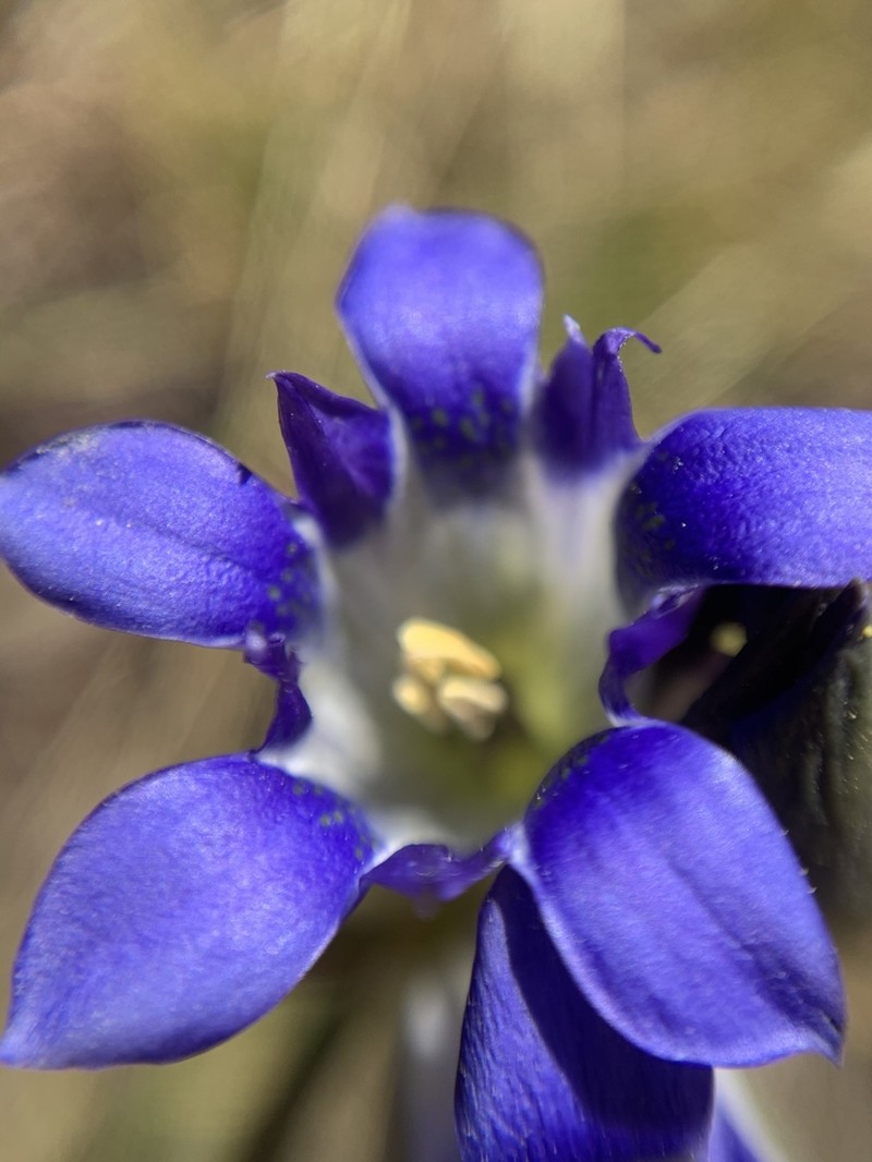 Parry's Gentian