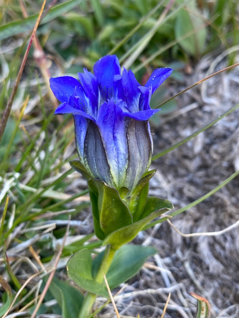 Parry's Gentian photo 2