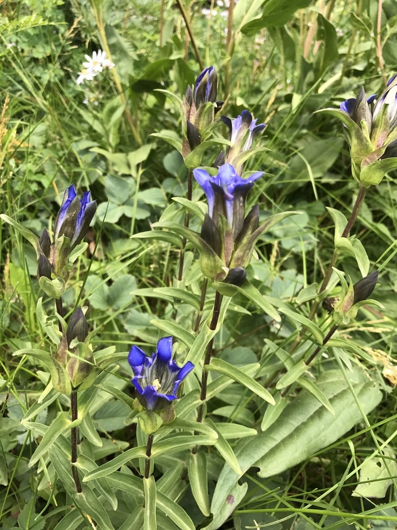 Parry's Gentian photo 3