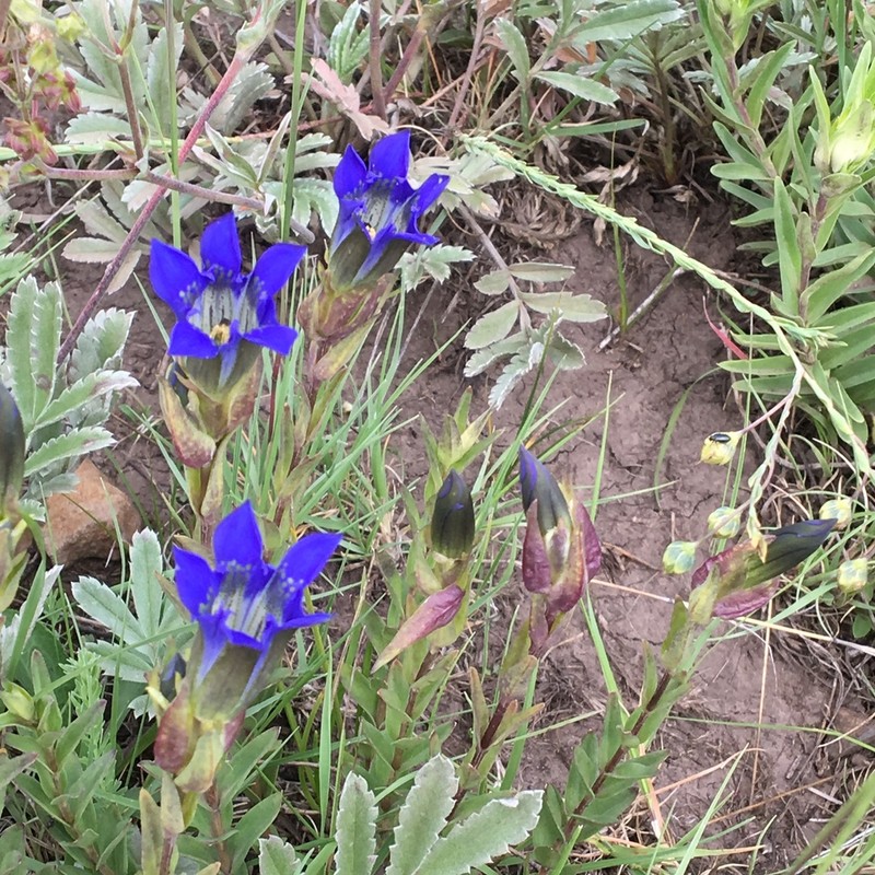 Parry's Gentian photo 4