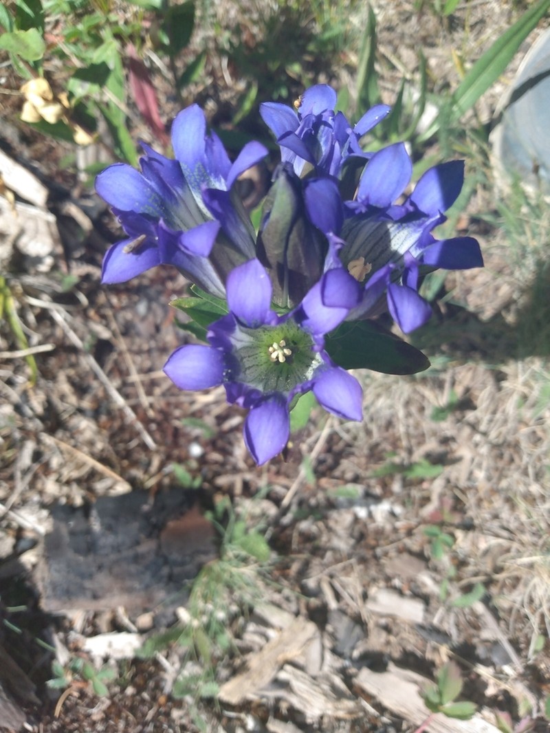 Parry's Gentian photo 5