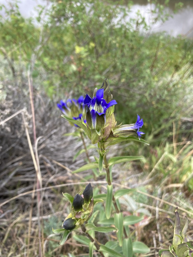 Parry's Gentian photo 6