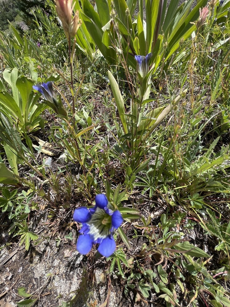 Parry's Gentian photo 7