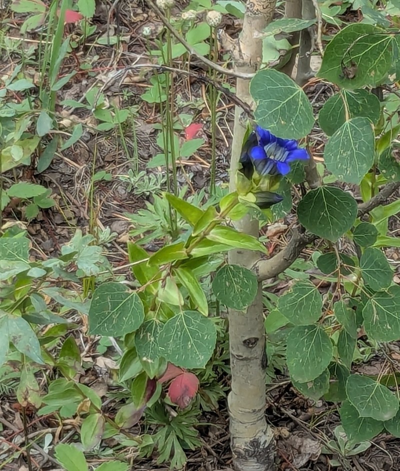 Parry's Gentian photo 8