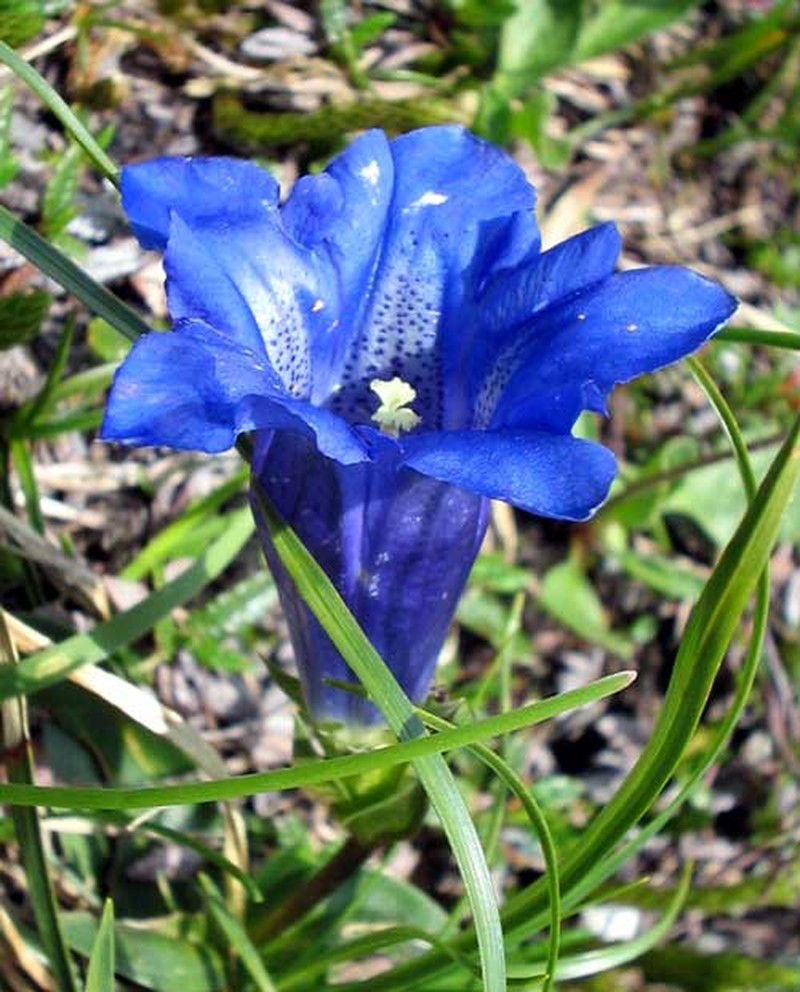 Wiregrass Gentian