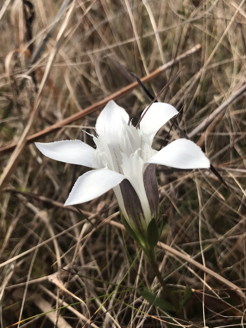 Wiregrass Gentian