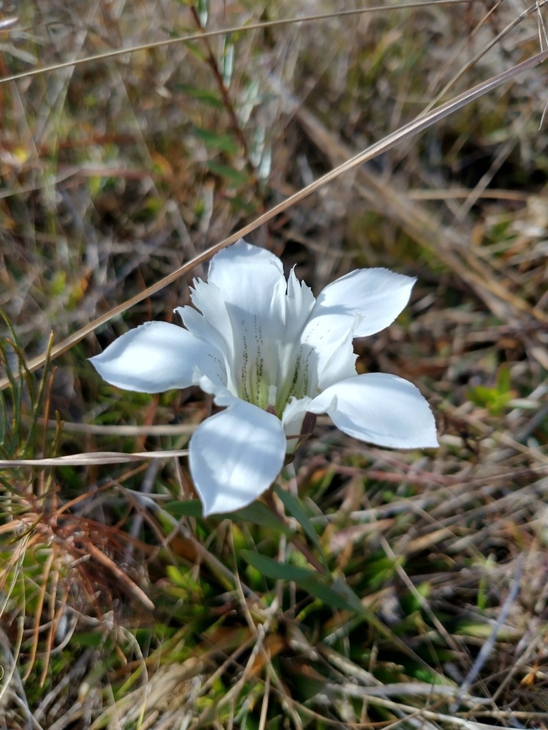 Wiregrass Gentian photo 2