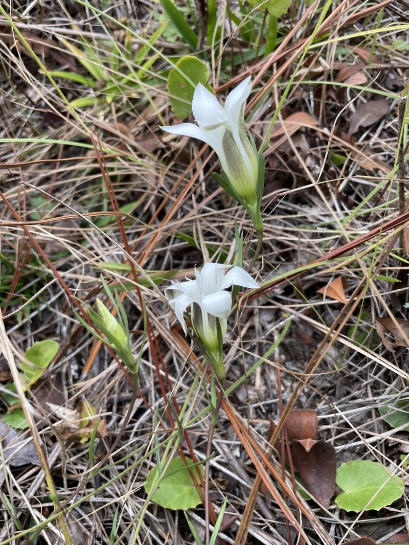 Wiregrass Gentian photo 3