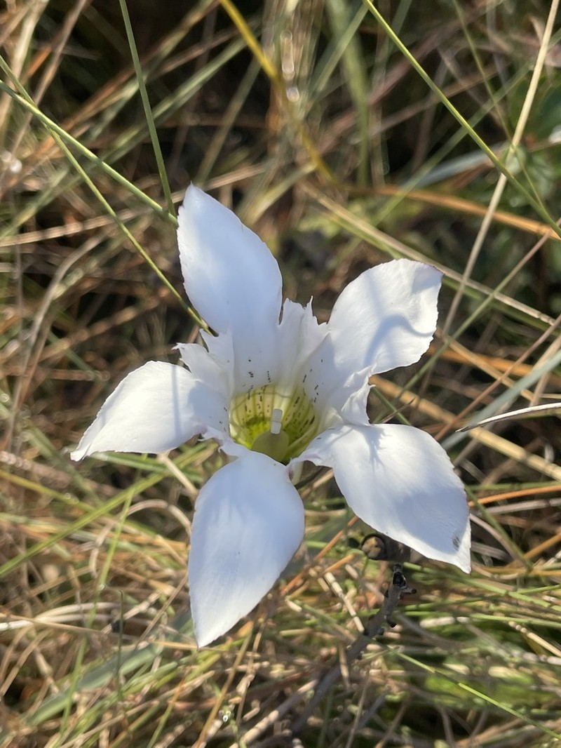 Wiregrass Gentian photo 4