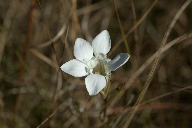 Wiregrass Gentian photo 5
