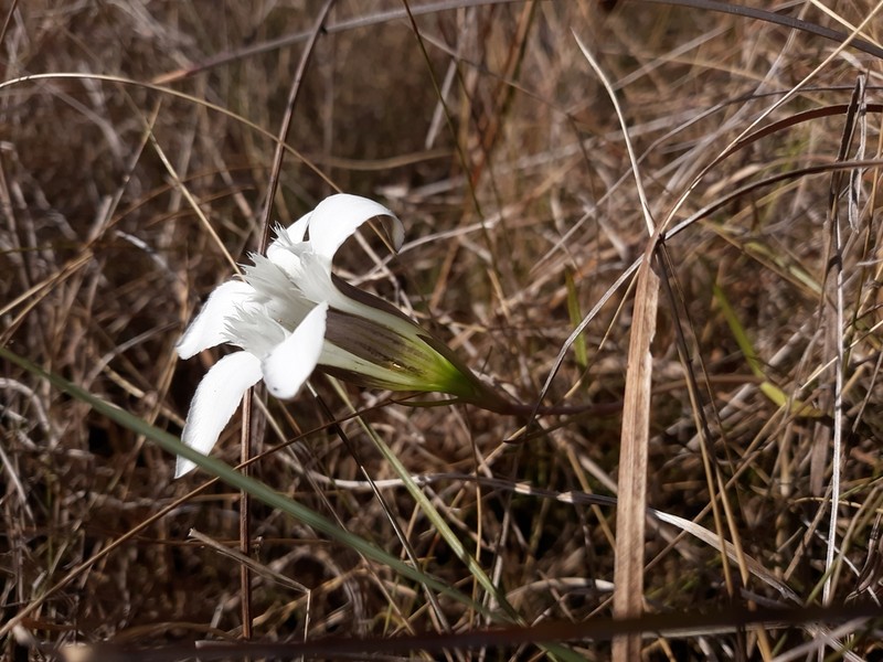 Wiregrass Gentian photo 6