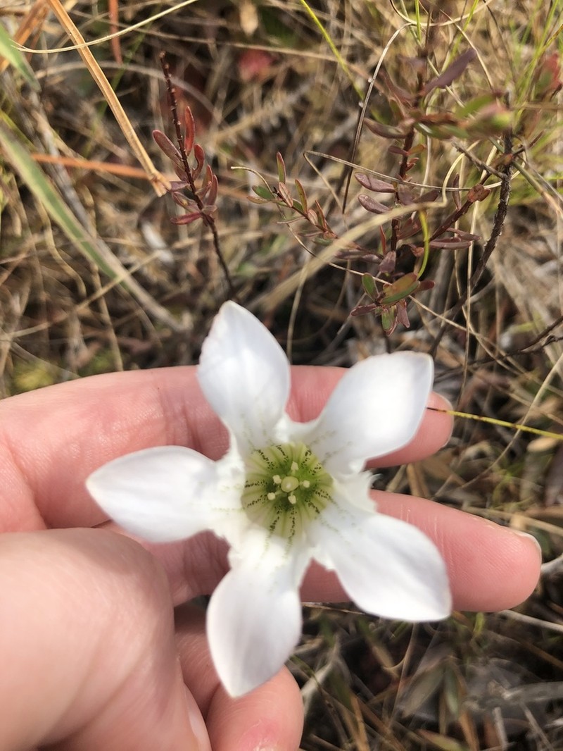 Wiregrass Gentian photo 7