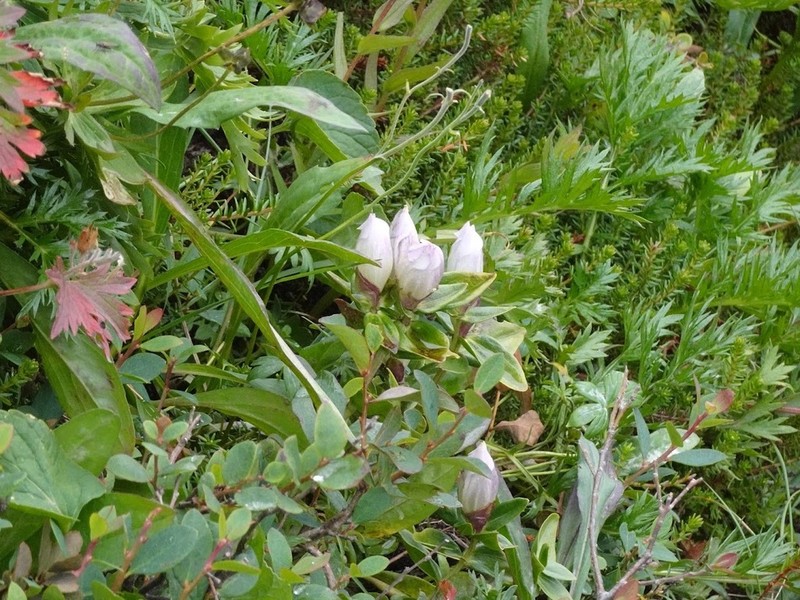 Broadpetal Gentian