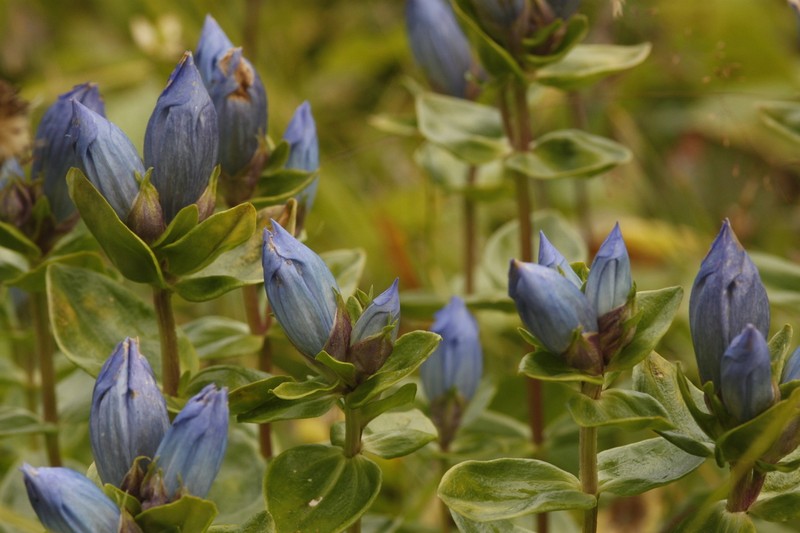 Broadpetal Gentian photo 2