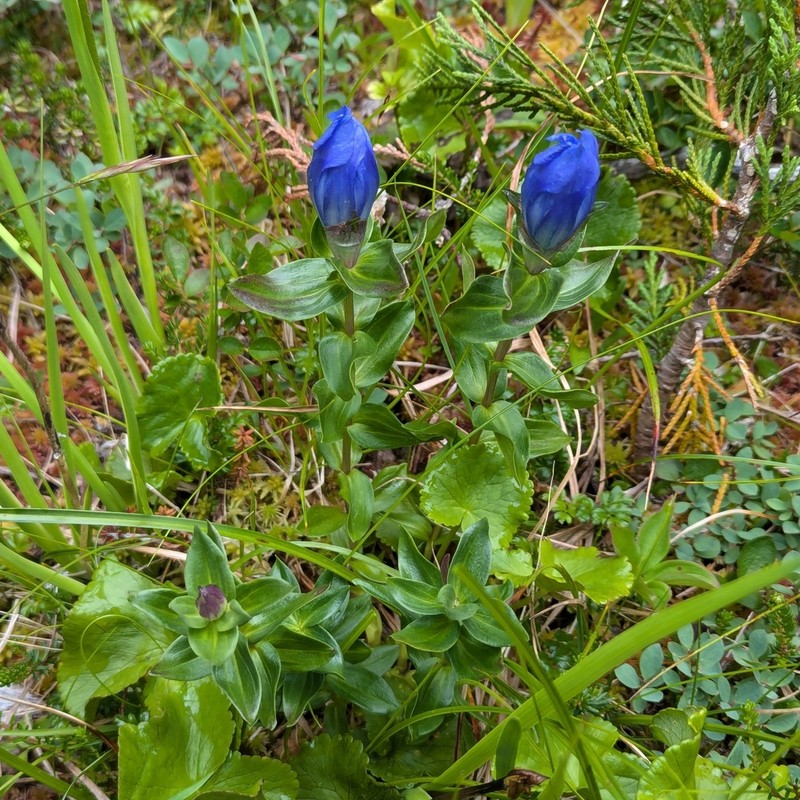 Broadpetal Gentian photo 3